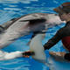 Illustration for article titled Need A Pick-Me-Up? Check Out These Animals Made Happier By Prosthetics
